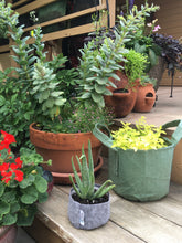 Load image into Gallery viewer, Take-n-Plant Navy Boxer Line - Root Pouch