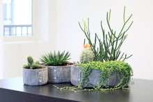 Load image into Gallery viewer, Root Pouch - Jill-Medium 8.5"x3" W/ Cat Grass and Free Soil