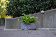 Load image into Gallery viewer, Root Pouch - Joey-Small 5"x3" W/ Cat Grass and Free Soil!