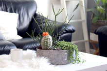 Load image into Gallery viewer, Root Pouch - Jill-Medium 8.5"x3" W/ Cat Grass and Free Soil
