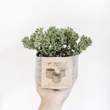 Load image into Gallery viewer, Designer Line - Root Pouch - Jill-Medium 8.5"x3"