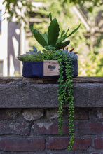 Load image into Gallery viewer, Root Pouch - Joey-Small 5&quot;x3&quot; W/ Cat Grass and Free Soil!