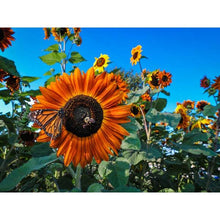 Load image into Gallery viewer, Sunflower Seed Pack   (7 Seed Packets)