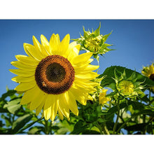 Load image into Gallery viewer, Sunflower Seed Pack   (7 Seed Packets)