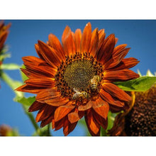 Load image into Gallery viewer, Sunflower Seed Pack   (7 Seed Packets)