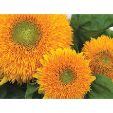 Load image into Gallery viewer, Sunflower Seed Pack   (7 Seed Packets)