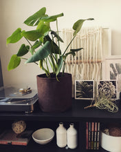 Load image into Gallery viewer, Take-n-Plant Navy Boxer Line - Root Pouch