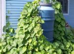 Load image into Gallery viewer, Upcycled Rain Barrel-a-Thon Kit
