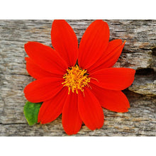 Load image into Gallery viewer, Sunflower Seed Pack   (7 Seed Packets)