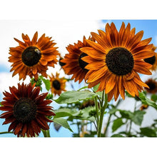 Load image into Gallery viewer, Sunflower Seed Pack   (7 Seed Packets)