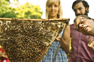 Beepods Beekeeping System