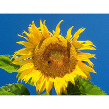 Load image into Gallery viewer, Sunflower Seed Pack   (7 Seed Packets)