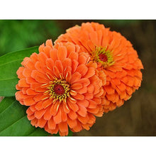 Load image into Gallery viewer, Zinnia Seed Pack (7 Seed Packs)