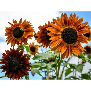 Sunflower Seed Pack   (7 Seed Packets)