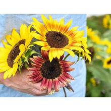Load image into Gallery viewer, Sunflower Seed Pack   (7 Seed Packets)