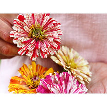 Load image into Gallery viewer, Zinnia Seed Pack (7 Seed Packs)